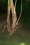 White edge sedge